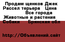 Продам щенков Джек Рассел терьера › Цена ­ 25 000 - Все города Животные и растения » Собаки   . Брянская обл.